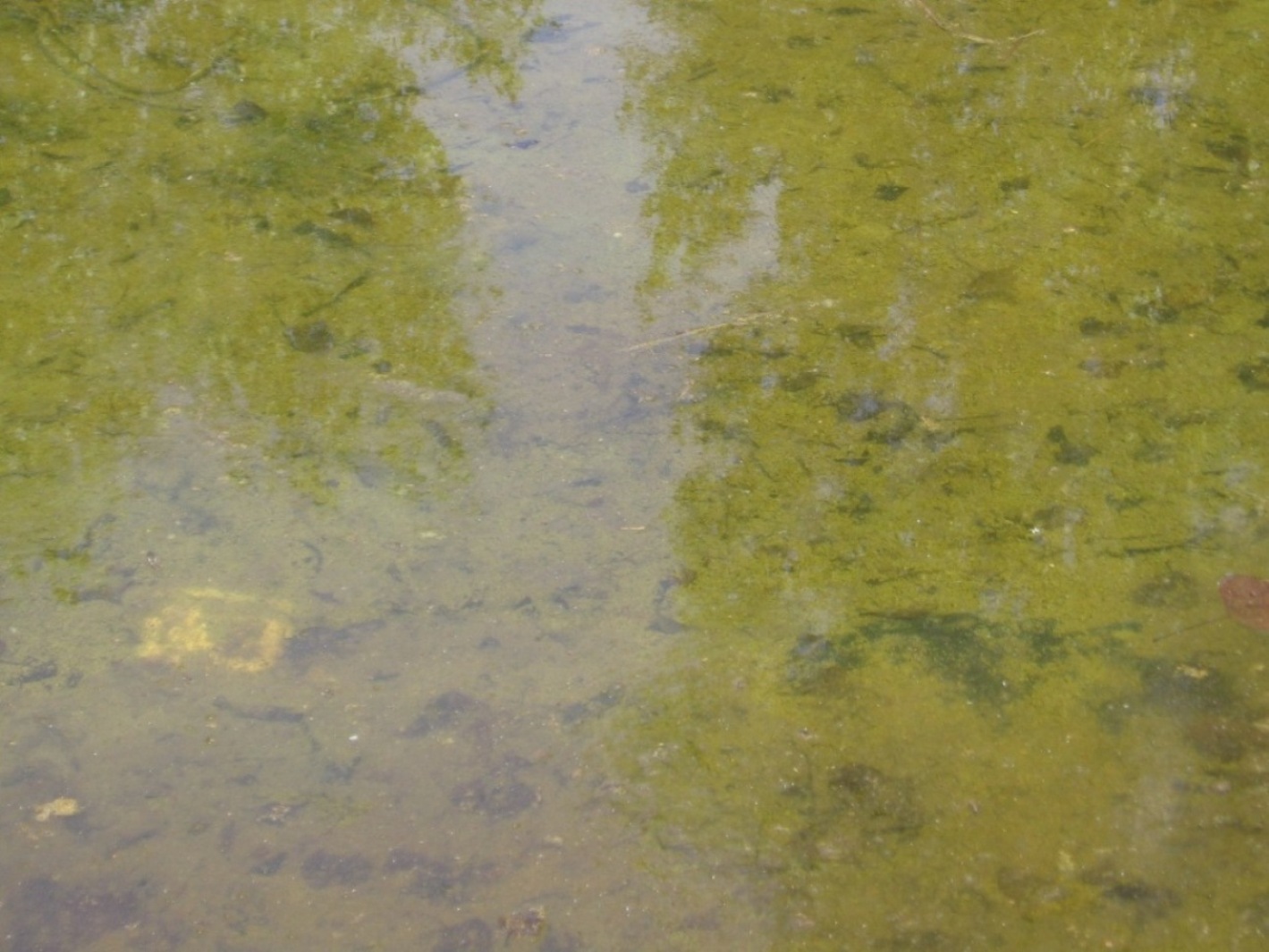 Neometamorfosato di quest''anno??? Pelophylax sp.
